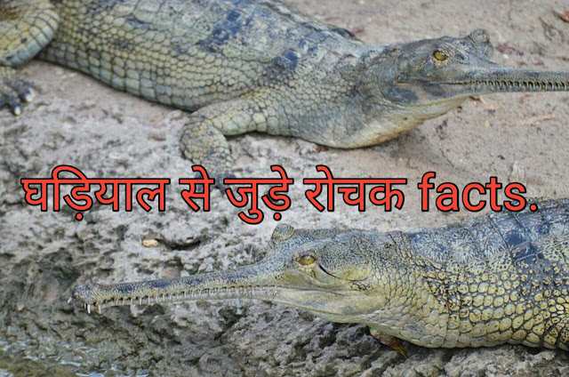 Interesting facts and information about Gharial घड़ियाल के बारे में रोचक तथ्य