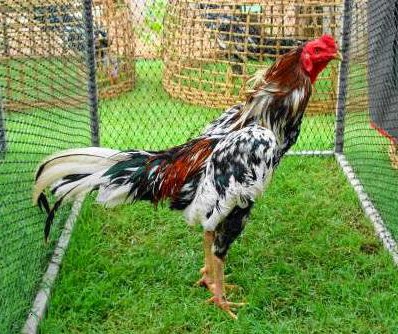  Cara  Merawat Ayam  Aduan  Agar Cepat  Besar  Ayam  Juara