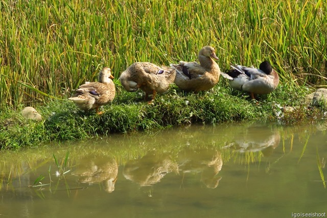 Hike From Ban Hieu village to Kho Muong in Pu Luong Nature Reserve