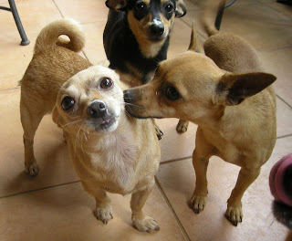 chihuahuas, La Ceiba, Honduras