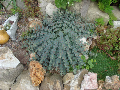 Detail of the Rock Garden,