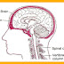 Nervous System In Human Body | Parts of Nervous System