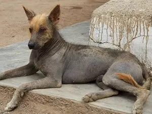 Perro peruano sin pelo: características, hábitat, alimentación, curiosidades y diferencias con el perro mexicano