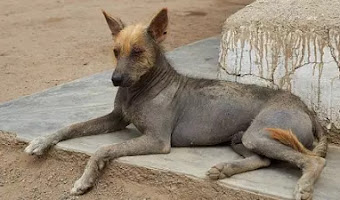 Perro peruano sin pelo: características, hábitat, alimentación, curiosidades y diferencias con el perro mexicano