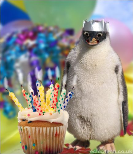 funny pictures funny animal birthday  pictures