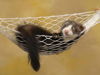 Ferrets Wallpapers