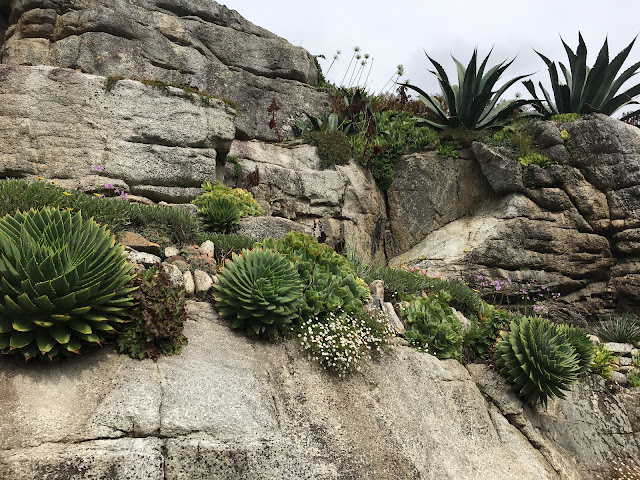 stunning rock garden succulents