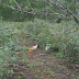 LA GALLINA PONEDORA