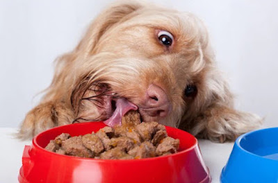 Recetas caseras para perros