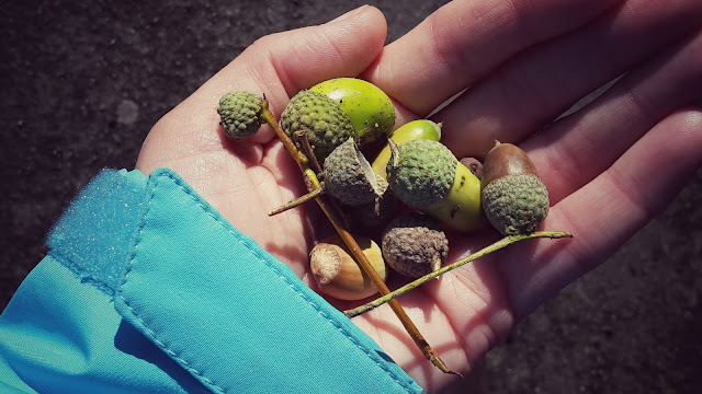 Project 365 2015 day 264 - Acorns // 76sunflowers