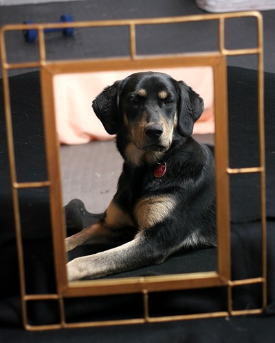 Molly in mirror