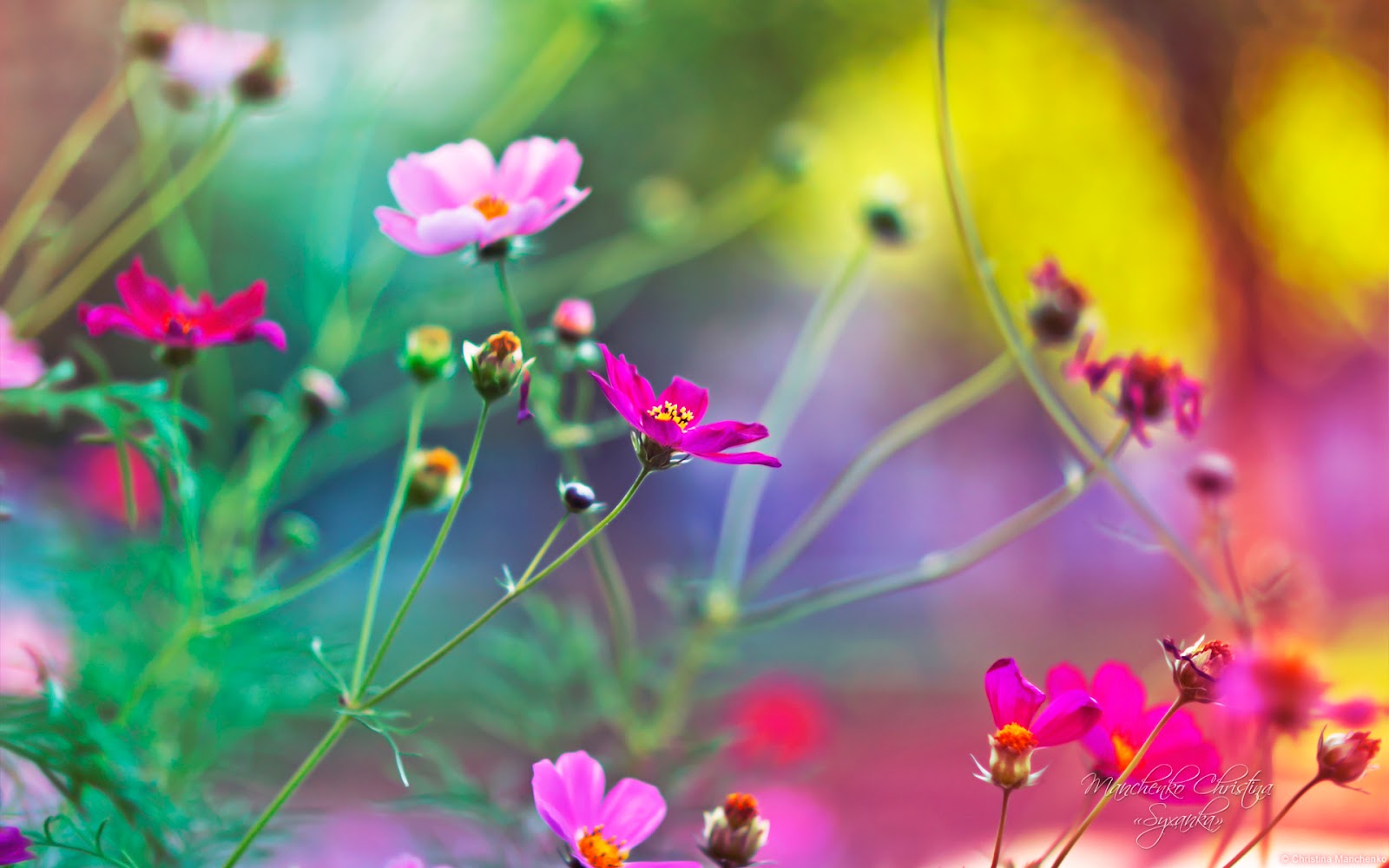 Beautiful nature and flowers wallpaper download free