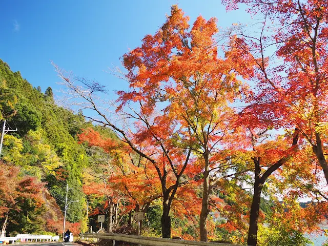 有間ダム　名栗湖　紅葉