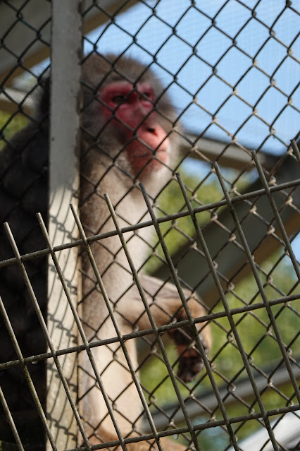 鳥取県米子市西町 湊山公園 猿が島の猿