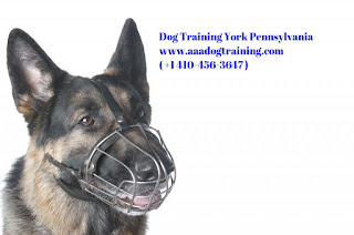 dog training york pa