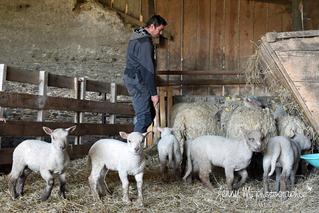 le paillage de la grange avec moutons