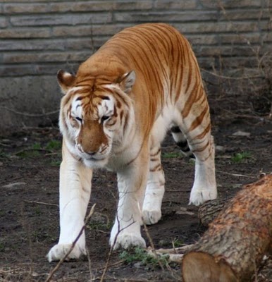 BEAUTIFUL GOLDEN TABBY TIGER