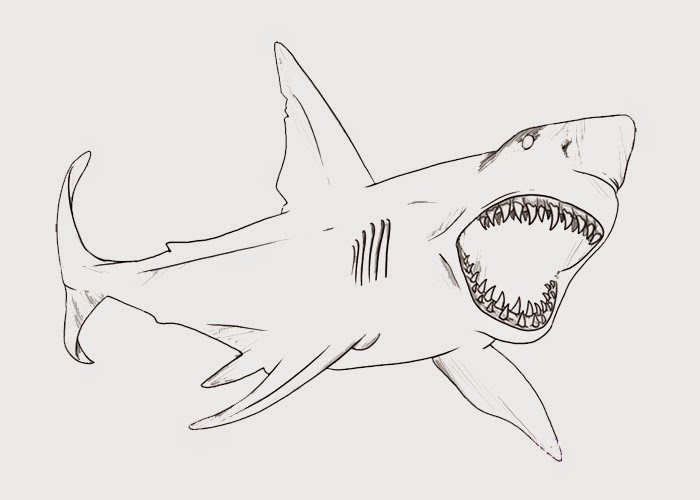 Bull Shark Coloring Page Free Coloring Pages And Coloring Wallpapers Download Free Images Wallpaper [coloring436.blogspot.com]