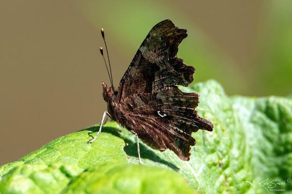 Comma butterfly