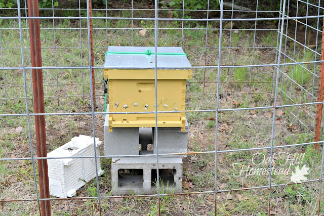 Set the Bee Bus nearby so stragglers could find their way to the hive.