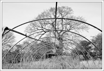 decline, plant nursery, derelict, redevelopment, Essex, Derek Anson, photographer, black and white, monochrome, Leica, 50mm, f2 Summicron,