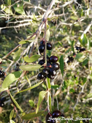 frutos de granadillo