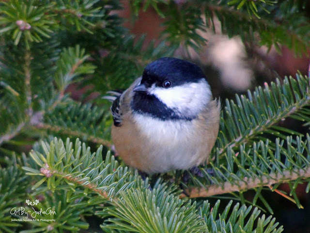 Chickadee photos