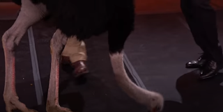 Ostrich pecking the ground