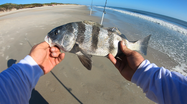 Fish Report, Florida Surf Fishing, Florida, Surf Fishing, Florida East Coast Surf Fishing, Florida Surf Fishing, Fishing Report, Fish Reports, What's biting, 