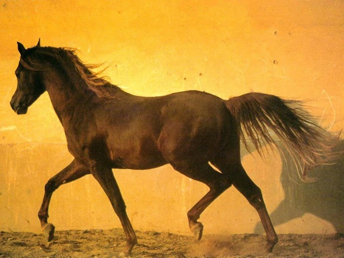 chevaux