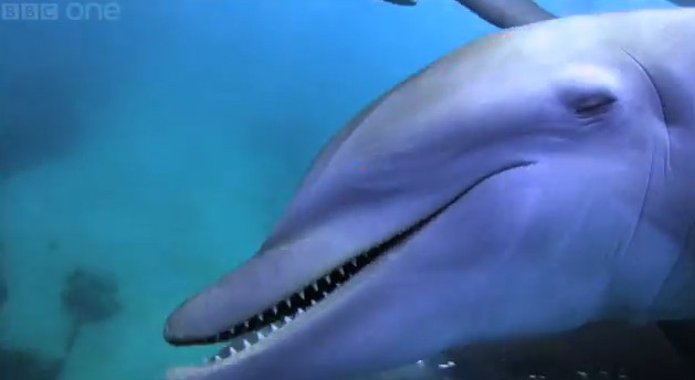 Dolphins get high by chewing on pufferfish and passing them around