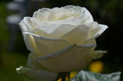 Rose, Roza, hoa hồng, Roses, faqekuq, ruže, roser, roses, roosid, ruusut, Rožės, rōhi, рози, rozen, róże, rosas, Розы, Ro, Rosas, růže, Güller, троянди, rózsák, バラ, τριαντάφυλλα, Руже,