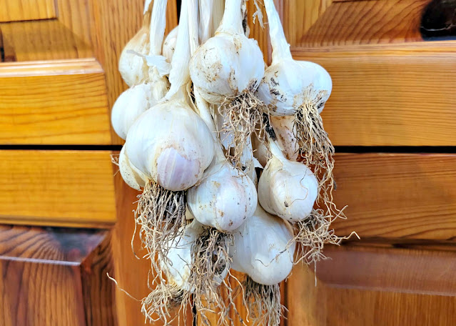 How to Grow Garlic from Cloves 