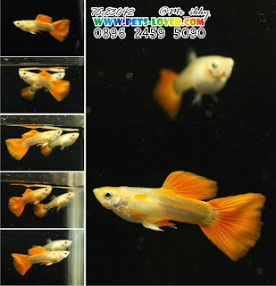 jual guppy import, jual guppy kaskus, jual guppy murah, jual guppy full red, jual guppy big ear, jual guppy jakarta, jual guppy betina, jual guppy jogja, jual guppy surabaya, jual guppy black moscow, jual guppy albino, jual guppy albino murah, jual aneka guppy, jual ikan guppy albino, jual guppy red albino, jual ikan guppy aneka, jual ikan guppy red albino, harga guppy albino, jual guppy blue grass, jual guppy blue sky, jual guppy berkualitas, jual guppy blue moscow, jual guppy bandung, jual guppy bekasi, jual guppy blue lace, jual guppy cobra, harga guppy cobra, jual ikan guppy cobra, jual ikan guppy cirebon, jual guppy di medan, jual guppy di jakarta, jual guppy dan ikan lainnya, jual guppy depok, jual guppy di jogja, harga guppy dragon, jual ikan guppy di jakarta, jual ikan guppy di bandung, jual ikan guppy depok, jual ikan guppy di batam, jual guppy endler, jual guppy full platinum, jual guppy fish, jual guppy full black, jual fancy guppy, harga guppy full red, harga guppy full black, jual ikan guppy full platinum, jual hikari fancy guppy, harga guppy fish, jual guppy grosir, jual ikan guppy blue grass, jual ikan guppy grosir, jual guppy hias, jual guppy hb pastel, jual guppy halfmoon, harga guppy hias, jual ikan guppy hias, harga jual guppy, harga hikari guppy, harga jual ikan guppy hias, harga jual guppy full red, jual guppy import 2015, jual guppy indukan, jual ikan guppy, jual ikan guppy jakarta, jual ikan guppy betina, jual ikan guppy murah, jual ikan guppy bandung, jual ikan guppy surabaya, jual guppy jambi, jual guppy jakarta timur, jual ikan guppy jawa timur, jual ikan guppy jember, jual ikan guppy di jambi, jual guppy, jual guppy kontes, jual ikan guppy kontes, jual ikan guppy kaskus, jual guppy lokal, jual guppy red lace, jual ikan guppy lampung, jual guppy medan, jual guppy mata merah, jual guppy micariff, jual guppy malang, jual ikan guppy medan, jual ikan guppy makassar, jual guppy neon, harga guppy neon, jual guppy online, jual ikan guppy online, jual guppy partai, jual guppy palembang, jual guppy platinum, jual guppy panda, jual guppy pekanbaru, jual guppy pontianak, jual pakan guppy, harga guppy platinum, jual ikan guppy pontianak, jual guppy red, jual guppy ribbon, harga guppy ribbon, harga guppy red, jual ikan guppy ribbon, jual ikan guppy super red, jual guppy super red, jual guppy swallow, jual guppy sky blue, jual ikan guppy solo, jual ikan guppy sidoarjo, jual ikan guppy strain murni, jual guppy strain, jual guppy tangerang, jual guppy tuxedo, jual tetra guppy, harga guppy tuxedo, jual ikan guppy tangerang, jual ikan guppy termahal, harga tetra guppy, jual pakan tetra guppy, harga guppy termahal, jual guppy yogyakarta, jual ikan guppy yogyakarta, jual guppy 2013, jual guppy 2012, jual ikan guppy 2013, jual ikan guppy 2014, harga guppy 2013, jual ikan guppy 2012, jual guppy import 2013, harga guppy 2010,