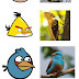 Os pássaros que inspirou a criação do angrybirds