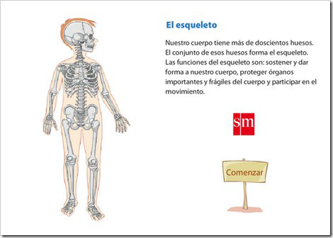 http://www.primaria.librosvivos.net/archivosCMS/3/3/16/usuarios/103294/9/6EP_Cono_cas_ud3_elEsqueleto/el_esqueleto.swf