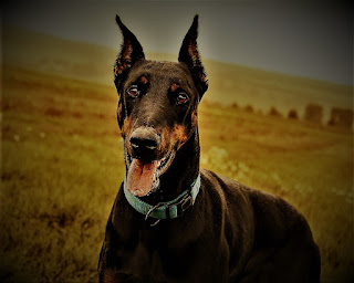 Doberman Dog Breed history The breed of dog Doberman pincher appeared as a result of experiments by a single person, who, in fact, was not even going to create such popular and famous dogs. He just wanted to have a loyal and reliable defender, because he was a tax collector. And, part-time - an enthusiast for breeding dogs.  It was in the city of Apold, Thuringia (Germany) in the 19th century, around 1870 - that's when the founder of the breed began experiments in crossbreeding Rottweilers, German pinchers, and some terriers. Our enthusiast's name was Louis Doberman. There is no intrigue about the origin of the name of the breed - everything is obvious.  Doberman was first demonstrated at a dog show in 1876 and has a great location for dog lovers in Germany. In 1894, Louis Doberman died, and the secret of crossing he took with him - it is still unknown exactly what breeds were used to produce early Dobermans (except the above). Nevertheless, German breeders managed to succeed in further breeding and improvement of the breed.  They were very concerned about the development of useful qualities of the dog and sought to literally create the perfect dog for protection and protection. To do this, they selected the most intelligent, evil, hardy, and strong dogs, and their appearance was less interested. At the beginning of the 20th century, the fame of the Dobermans began to spread - most ordinary people considered these dogs dangerous and aggressive and even were afraid to have them as a pet.  The situation was positively influenced by the work of Otto Geller - he made the Dobermans more harmonious and suitable for life in the family. Doberman-pincher was recognized in Germany as a separate breed in 1900. In 1908, the first Doberman was brought to America to participate in a dog show. There he immediately took the "Best in Show" award, after which the dog was presented at two more shows in the United States, where she also took the first place in "Best in Show". According to legend, after the award was presented at the 3rd exhibition, the judge began to examine the teeth of the animal.  In 1921, the Doberman Pinscher Club was established in America, and in 1922 the club adopted the German breed standard. Despite the fact that during the First World War the population of these dogs decreased greatly, especially in Germany, in the subsequent service in law enforcement and security agencies, the popularity of the breed increased significantly. After the Second World War, almost all breeding programs were transferred to America, like Germany, experiencing the hardest post-war times.  It is believed that if it were not for the individuals brought to the U.S., the breed would simply be extinct. At first, the name Doberman-pincher was used everywhere, but in the middle of the 20th century, the word pincher was removed from the name of the breed.  Characteristics of the breed popularity                                                           10/10  training                                                                10/10  size                                                                        07/10  mind                                                                     10/10  protection                                                          09/10  Relationships with children                         10/10  Dexterity                                                             08/10     Breed information / Doberman for sale / Doberman dog price country  Germany  lifetime  10-14 years old  height  Males: 68-72 cm Bitches: 60-67 cm  weight  Males: 34-45 kg Suki: 27-41 kg  Longwool  Short  Color  black, dark brown  price  600 - 1400 $    Doberman dog price  price  600 - 1400 $  doberman dog breed, price, puppy, puppies | doberman for sale | white color doberman dog breed | doberman dog country, lifetime, height, weight, color and price. doberman pinscher puppies/baby doberman dog   description  Doberman Color? black and dark brown  Are Dobermans Aggressive? Doberman's dog breed has a sporty, muscular physique, lean but aesthetic. Paws are long, muscular, and the tail is usually cupped. The neck is long, the head is narrow, elongated, the ears are also cupped - this is done in order to improve the dog's hearing because if the ears do not stop, they hang on the sides of the head, which negatively affects the auditory qualities.     personality Is Doberman a good family dog?  Are Doberman dogs dangerous?  Do Dobermans attack their owners?  Traditionally, it is believed that Doberman is an aggressive and dangerous dog, which should be started as a pet only after serious reflection. Especially if you have a family. However, this is not quite the case. The fact is that in the last few decades there are a lot of dishonest breeders who do not monitor the quality of their population. In addition, there is widespread free interbreeding and improper upbringing.  However, if you buy a dog in a proven kennel, it has a good pedigree, to the choice of a puppy you treated responsibly and bring it up correctly, it will be a great friend for the whole family. The Dog of the Doberman breed within his family is distinguished by great friendliness, openness, and trust in the owners.  They are strongly attached to loved ones and often by default see themselves as the main protector of each family member. And - even without special training. Dobermans are good students, they are different in obedience and usually not stubborn. Many underestimate the intelligence of these animals, and in vain - it is really a smart dog, especially if the owner understands this and contributes to the development of the intelligence of his pet.  This breed has a lot of energy, and needs physical activity, training, and walks. They love to play a variety of games, including those that develop their mind. Playfulness and children's character traits are preserved up to 3-4 years. Other pets are perceived normally, but it is better to introduce them to cats from an early age. Children are treated well. They need early socialization. Perfectly fit as a watchdog, can perform security functions.     Doberman dog training/teaching Breed dog Doberman loves to learn and perceives the learning process as a mandatory part of his life. That is, they are set up by default to develop, become stronger and perform their functions as well as possible, pleasing the owner.  These dogs definitely need to train in simple teams, in addition, you can train your dog in more complex commands, and even make it a professional guard. Doberman is just well suited for such purposes - this was taken care of by breeders in the earliest stages of the formation of the breed. So it's in their blood.  You need to be a consistent and wise host, do not resort to excessive violence, especially if there is no objective reason for it. The love of learning, on the one hand, is good, but on the other hand, Dobermans are demanding in this regard. You need to try to make the classes diverse. For example, you can focus on physical training one day, and pay more attention to teamwork on another day.     care Doberman has a short, smooth coat that needs to be combed once a week. The claws are trimmed every 10 days. The eyes are usually cleaned daily, ears - two to three times a week. They buy a dog once or twice a week.     Common diseases Like most dogs, this breed has a tendency to some diseases, including hereditary diseases. namely:  von Willebrand's disease is a hereditary blood disease; hip dysplasia - hereditary disease; progressive retinal atrophy; Wobbler syndrome is a hereditary disease; cardiomyopathy; Albinism is a genetic condition; Colored mutant alopecia; narcolepsy - neurological disorder; gastric dilatation-volvulus also called bloating or "intestinal swirl."