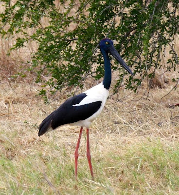 Black necked Stork