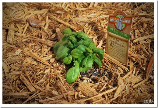 basil
