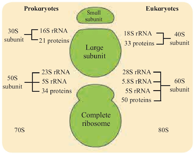 Components of Eukaryotic cell