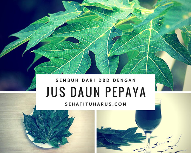 JAIB! Jus Ini Mampu Tingkatkan Trombosit Penderita DBD dengan Cepat! Ini Penjelasanya...