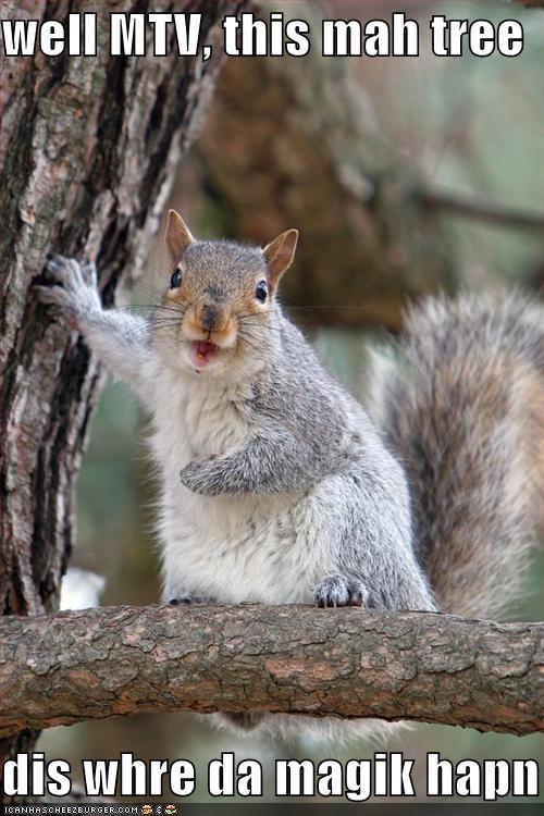 funny squirrel pictures. funny squirrels.