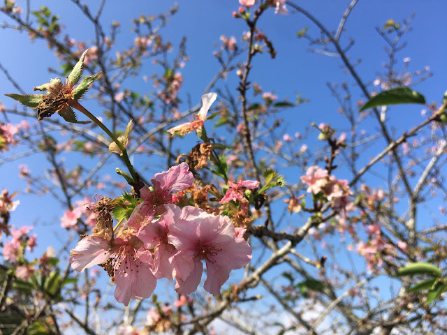 cherry park, Nantou, Taiwan