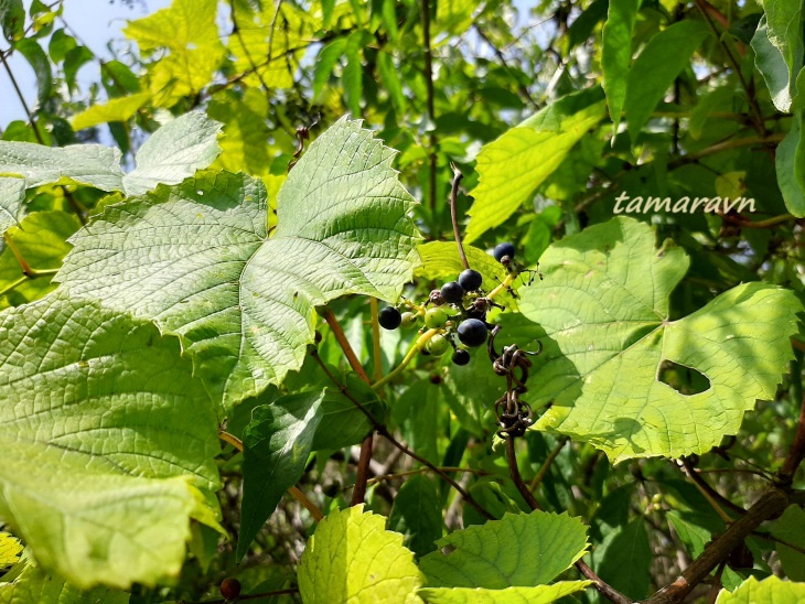 Виноград амурский (Vitis amurensis)