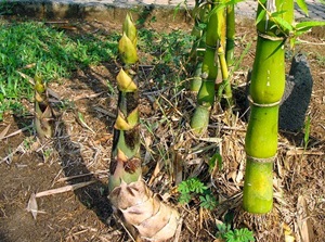  Manfaat  Sayur Rebung Bambu  Untuk  Kesehatan 