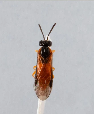 Arge ochropus