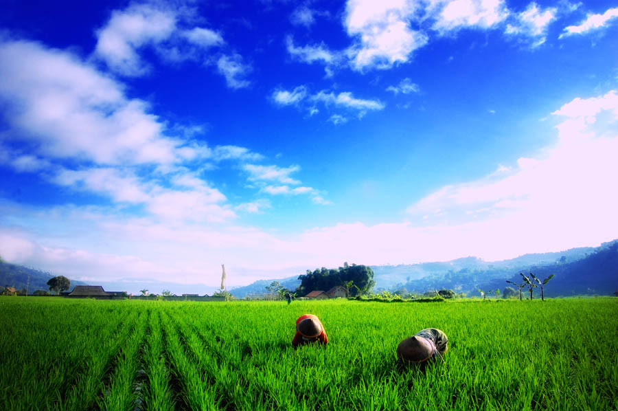  Gambar Sawah Indah dan Sejuk Lucu dan Keren