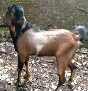 Jual Kambing Aqiqah Dan Qurban Jepara