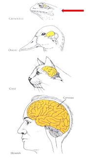 Anatomie comparée cerveaux 