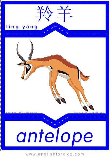 Antelope - English-Chinese flashcards for wild animals topic